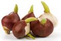 Kebol луковичные